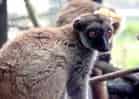 動物図鑑・シロビタイキツネザルの写真 3